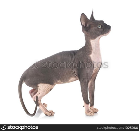 naked sphinx in front of white background