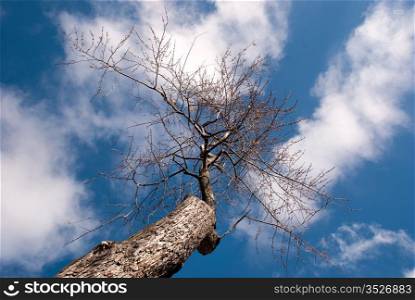 Naked tree. Naked tree against bright blue sky with white clouds.