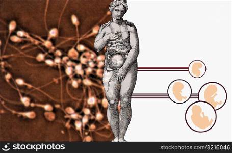 Naked woman standing beside diagrams of human fetuses