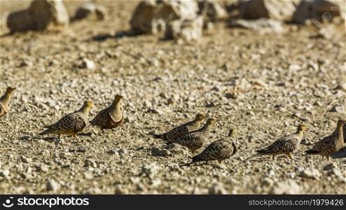 Namaqua sandgrouse flock on the ground in Kgalagadi transfrontier park, South Africa; specie Pterocles namaqua family of Pteroclidae. Namaqua sandgrouse in Kgalagadi transfrontier park, South Africa