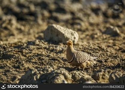 Namaqua sandgrouse male walking in dry land in Kgalagadi transfrontier park, South Africa  specie Pterocles namaqua family of Pteroclidae. Namaqua sandgrouse in Kgalagadi transfrontier park, South Africa