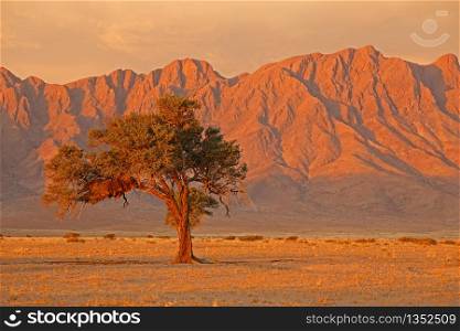 Namib desert landscape at sunset with rugged mountains and thorn tree, Namibia