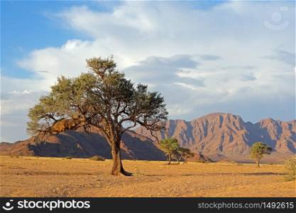 Namib desert landscape with rugged mountains and a thorn tree, Namibia