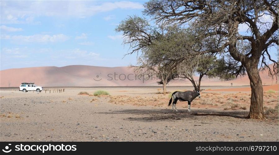 namibian landscape