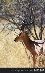 Namibian wild life, Etosha park, dry season