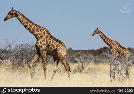 Namibian wild life, Etosha park, dry season