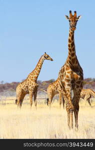 Namibian wild life, Etosha park, dry season