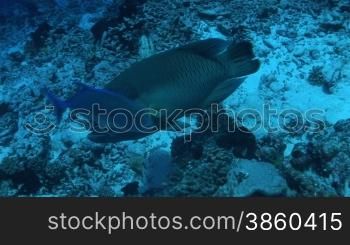 Napoleon-Lippfisch (Cheilinus undulatus), maui wrasse und kleine Fische am Korallenriff.