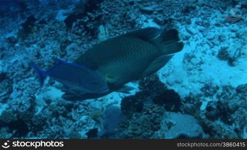 Napoleon-Lippfisch (Cheilinus undulatus), maui wrasse und kleine Fische am Korallenriff.