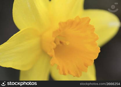 Narcissus