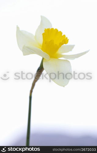 Narcissus