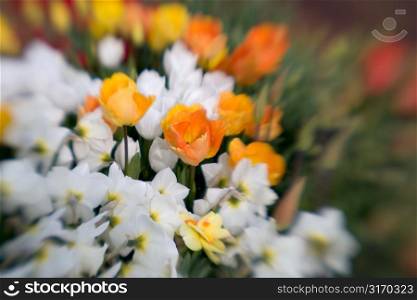 Narcissus and Tulips