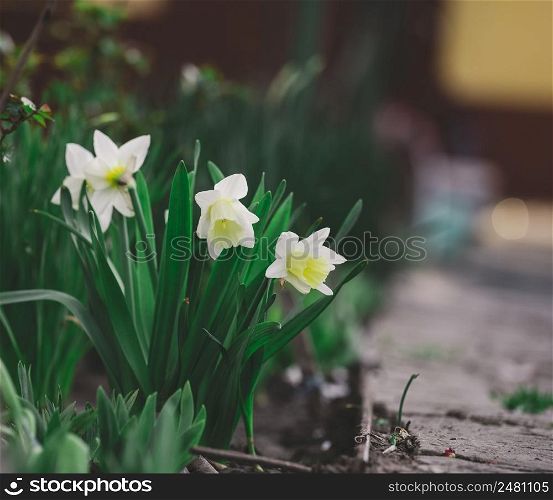 Narcissus bush with green leaves and yellow flower in the garden