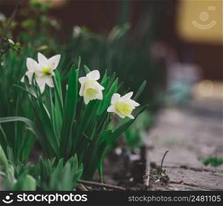 Narcissus bush with green leaves and yellow flower in the garden