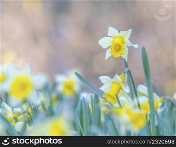 Narcissus, daffodil or jonquil spring flowers with nive bokeh in a garden. Narcissus, daffodil or jonquil spring flowers with nive bokeh