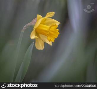 Narcissus, daffodil or jonquil spring flowers with nive bokeh in a garden. Narcissus, daffodil or jonquil spring flowers with nive bokeh