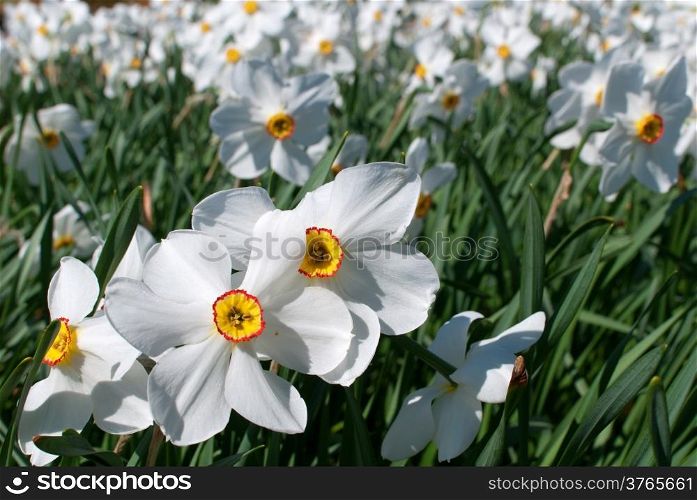 narcissus flower