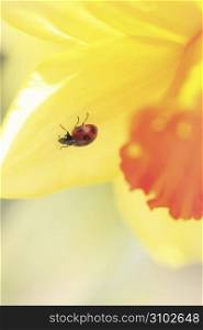 Narcissus flower and Ladybug