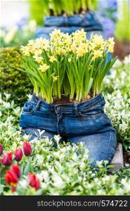 Narcissus flower. funny flower pot