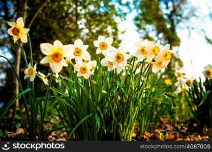narcissus flowers.