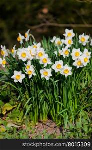 narcissus flowers