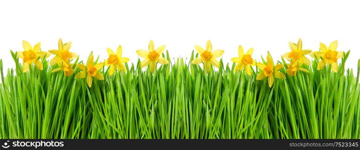 Narcissus flowers in green grass with water drops on white background. Floral border