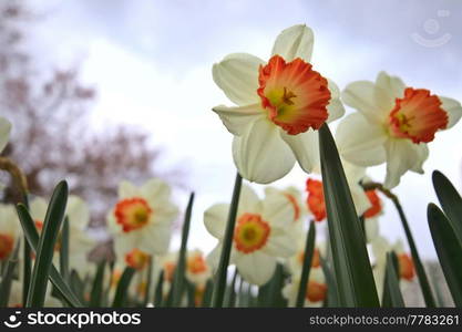 Narcissus flowers in spring season