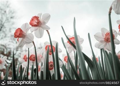 Narcissus flowers in spring season