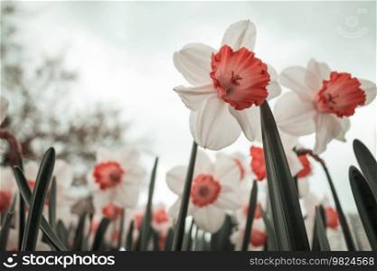 Narcissus flowers in spring season