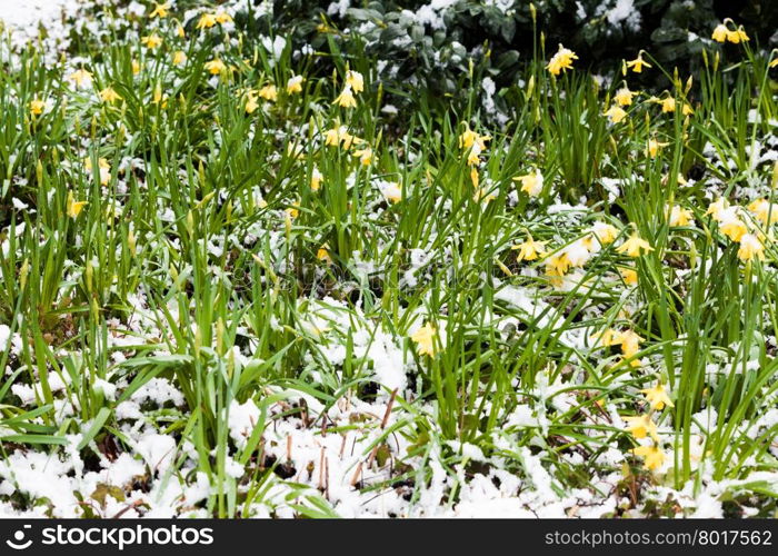 narcissus flowers in the snow