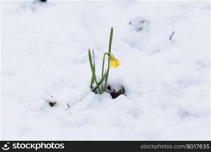 narcissus flowers in the snow