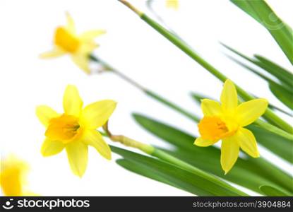narcissus isolated on white