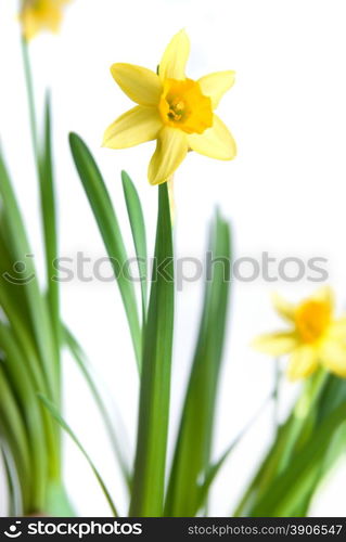 narcissus isolated on white