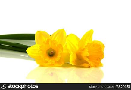 narcissus on white background in spring
