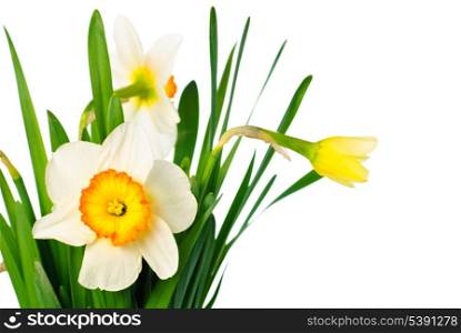 narcissuses bouquet isolated on white background