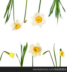 narcissuses set isolated on white background. Contain different elements, with can be ungrouped.