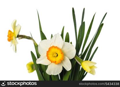 narcissuses with droplets isolated on white background