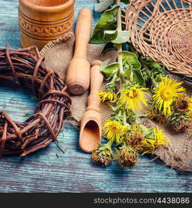 nard and herbs. Healing stems with flowers of inula folk medicine and quackery
