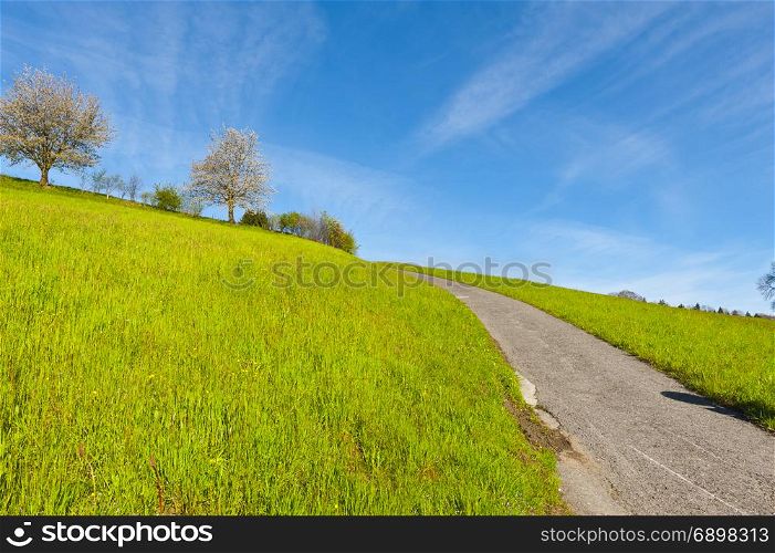 Narrow asphalt road between pastures in Switzerland early morning. Swiss landscape with meadows and flowering trees