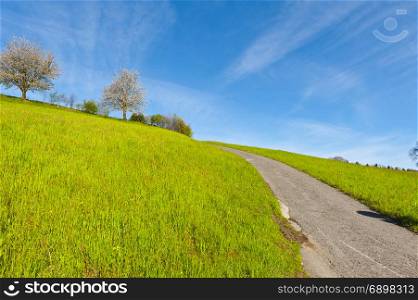 Narrow asphalt road between pastures in Switzerland early morning. Swiss landscape with meadows and flowering trees