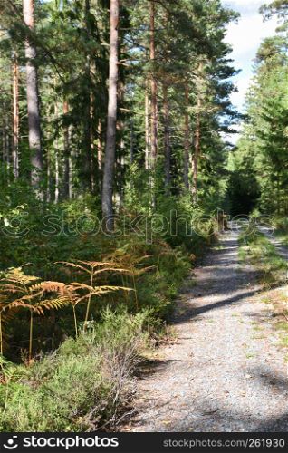 Narrow dirt road into the deep green forest by early fall season