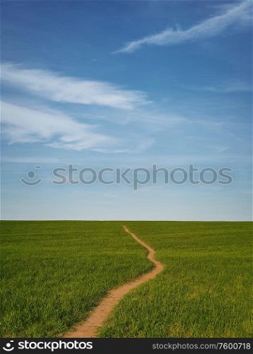Narrow footpath across a growing wheat green field below a blue sky. Natural spring vertical orientation minimalist background. Peaceful scene with a path to the horizon, idyllic rural landscape.