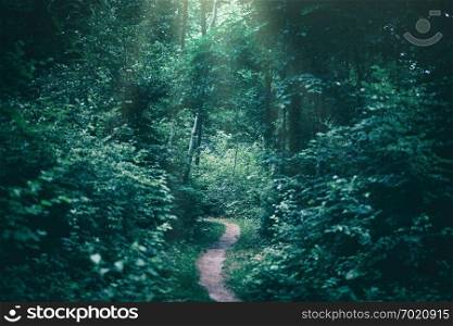 Narrow path in a dark forest illuminated by sunrays. Gloomy atmosphere. Nature.. Narrow path in a dark forest illuminated by sunrays.