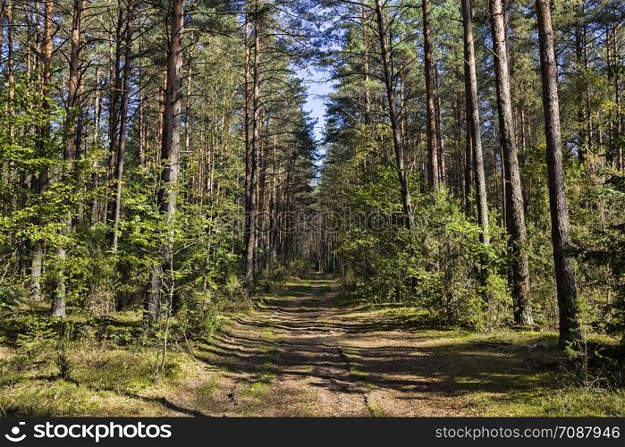 narrow track for movement into the forest through the forest of cars and people, autumn landscape in September in a mixed forest, road among forest. road among forest