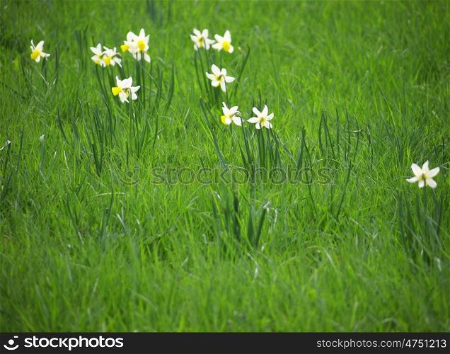 Narzissen-Wiese. Wildflower meadow with daffodils in the spring