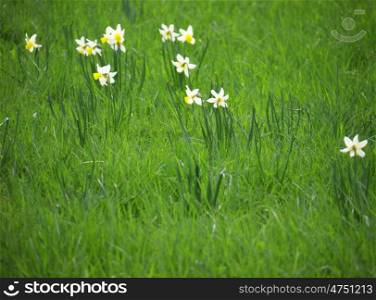 Narzissen-Wiese. Wildflower meadow with daffodils in the spring