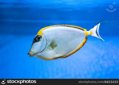 Naso Lituratus Acanthuridae tropical fish, Orangespine unicornfish in aquarium blue water. Ocean, marine, aqueatic, underwater life. . Naso Lituratus Acanthuridae tropical fish, Orangespine unicornfish aquarium blue water. 