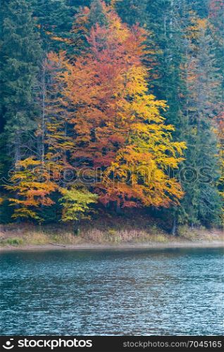 National Nature Park Synevyr autumn landscape. Is largest lake in the Carpathian Mountains of Ukraine (Mizhhiria, Zakarpattia Oblast).