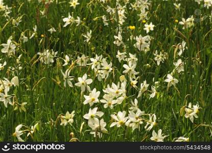 National park of wild narcissies - Narcissus Valley. Famous Narcissus Valley, the only in Europe reserve of the narrow leaf narcissuses. The international network of biosphere reserves by UNESCO