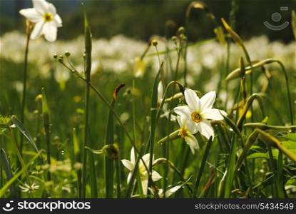 National park of wild narcissies - Narcissus Valley. Famous Narcissus Valley, the only in Europe reserve of the narrow leaf narcissuses. The international network of biosphere reserves by UNESCO